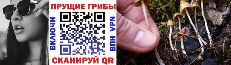 Купить  Пестово  Псилоцибиновые грибы ЛСД 